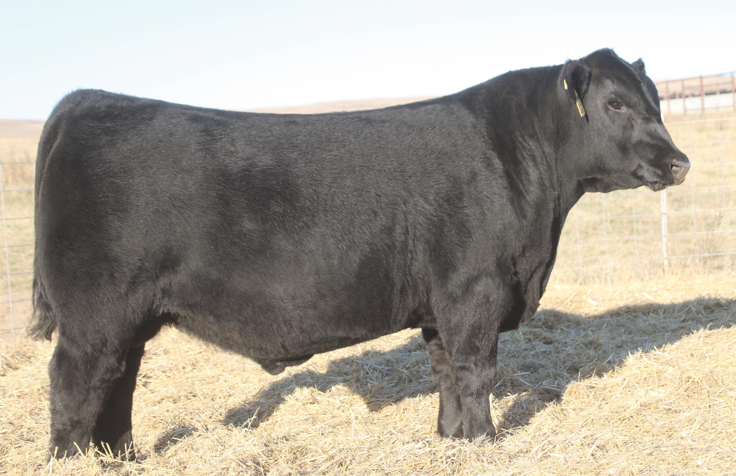 Acres Away Angus Cattle